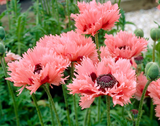 Papaver ( Poppy ) 'Pink Ruffles' 250 Seeds