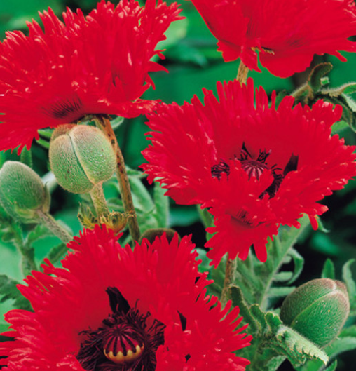 Papaver ( Poppy ) 'Turkenlouis' 250 Seeds