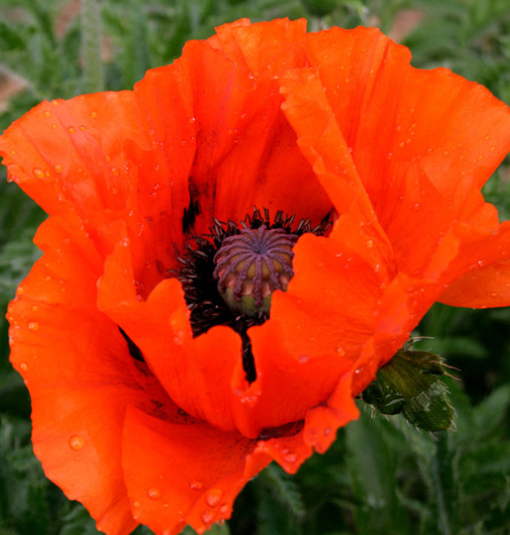 Papaver ( Poppy ) 'Allegro' 250 Seeds