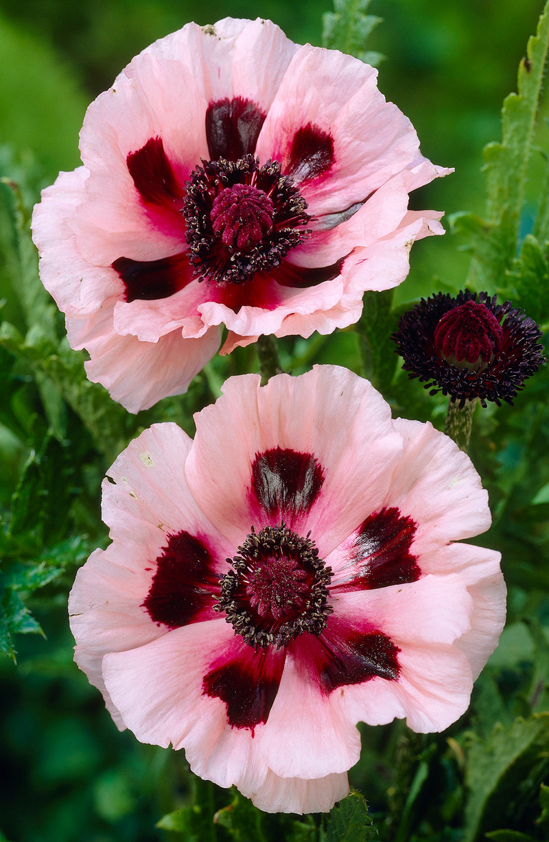 Papaver ( Poppy ) 'Little Dancing Girl' 250 Seeds