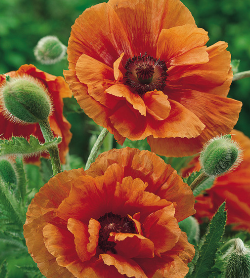 Papaver ( Poppy ) 'Harvest Moon' 250 Seeds