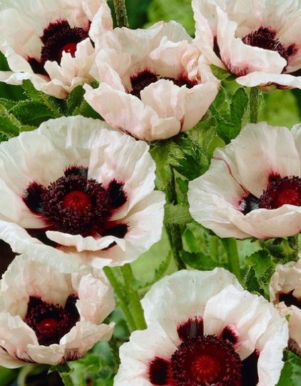 Papaver ( Poppy ) 'Checkers' 250 Seeds