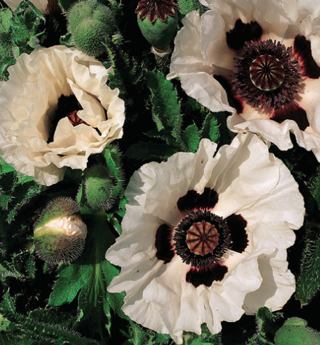 Papaver ( Poppy ) 'Checkers' 250 Seeds