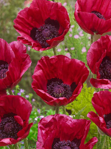 Papaver Unusual Collection ( Poppy ) 250 Seeds