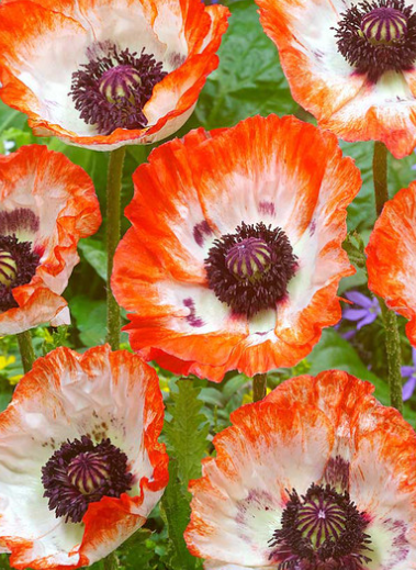 Papaver Unusual Collection ( Poppy ) 250 Seeds