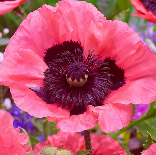 Papaver Unusual Collection ( Poppy ) 250 Seeds