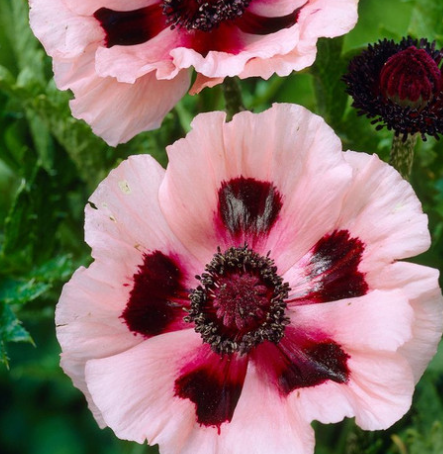 Papaver Unusual Collection ( Poppy ) 250 Seeds