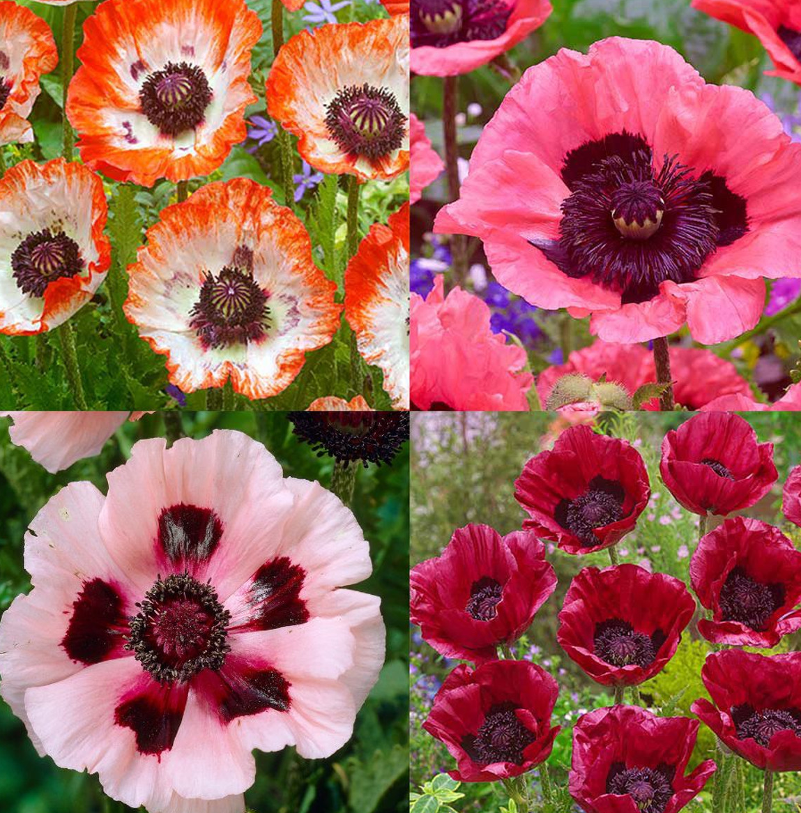 Papaver Unusual Collection ( Poppy ) 250 Seeds