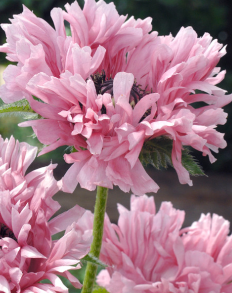 Papaver ( Poppy ) 'Ruffled Patty' 250 Seeds
