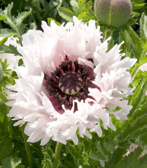 Papaver ( Poppy ) 'Miss Piggy' 250 Seeds