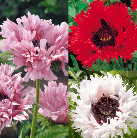 Papaver ( Poppy ) Frilled Collection 250 Seeds