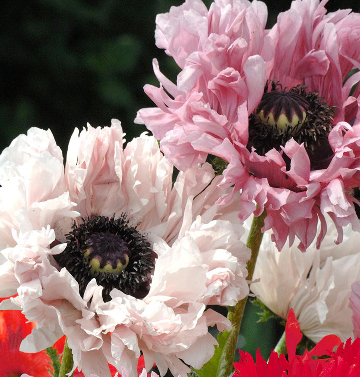Papaver ( Poppy ) Frilled Collection 250 Seeds