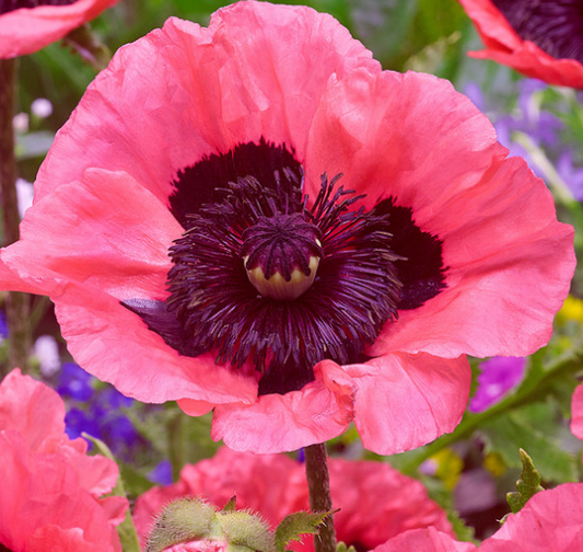 Papaver ( Poppy ) 'Raspberry Queen' 250 Seeds