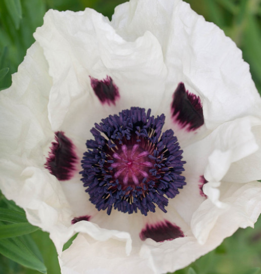 Papaver ( Poppy ) 'Royal Wedding' 250 Seeds