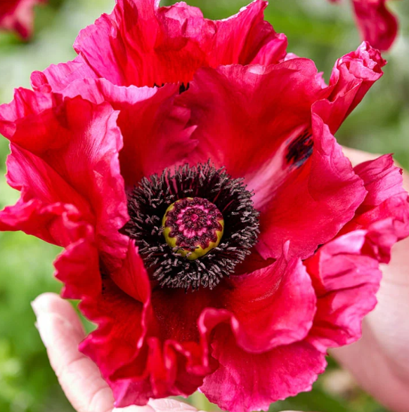 Papaver ( Poppy ) 'Red Rumble' 250 Seeds