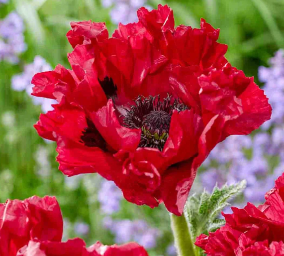 Papaver ( Poppy ) 'Red Rumble' 250 Seeds