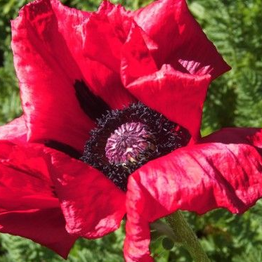 Papaver ( Poppy ) 'Heartbeat ' 250 Seeds