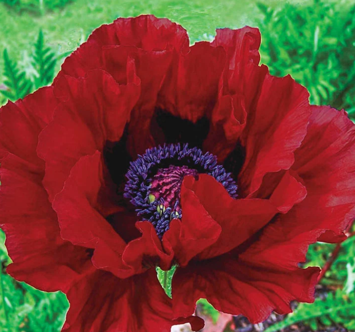 Papaver ( Poppy ) 'Heartbeat ' 250 Seeds