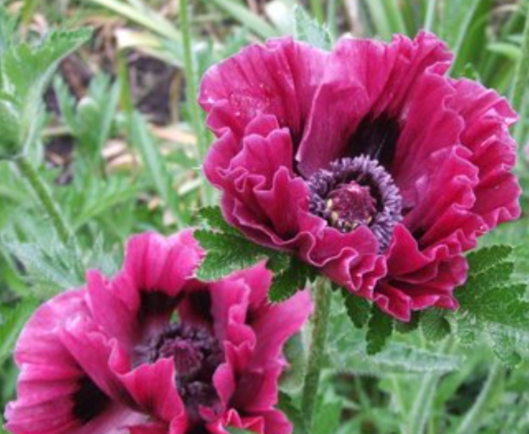 Papaver ( Poppy ) 'Harlem ' 250 Seeds