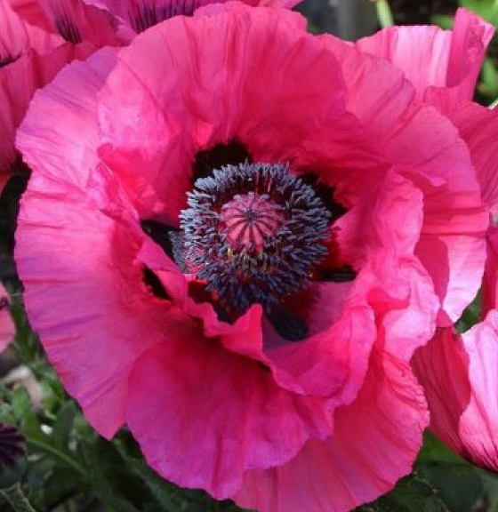 Papaver ( Poppy ) 'Harlem ' 250 Seeds