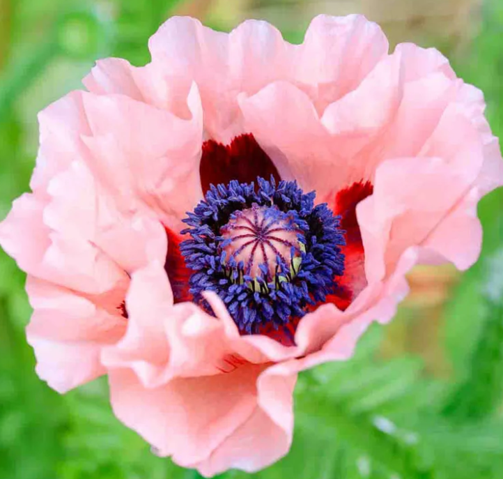Papaver ( Poppy ) 'Mrs Perry' 250 Seeds