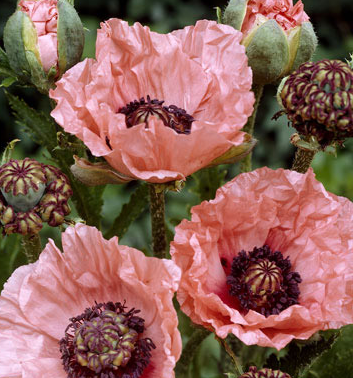 Papaver ( Poppy ) 'Mrs Perry' 250 Seeds