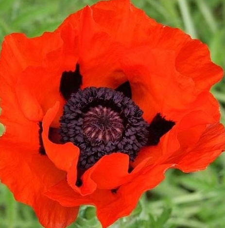 Papaver ( Poppy ) 'Brilliant' 250 Seeds