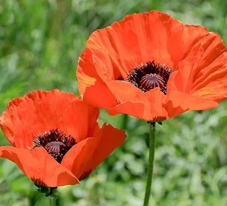 Papaver ( Poppy ) 'Brilliant' 250 Seeds