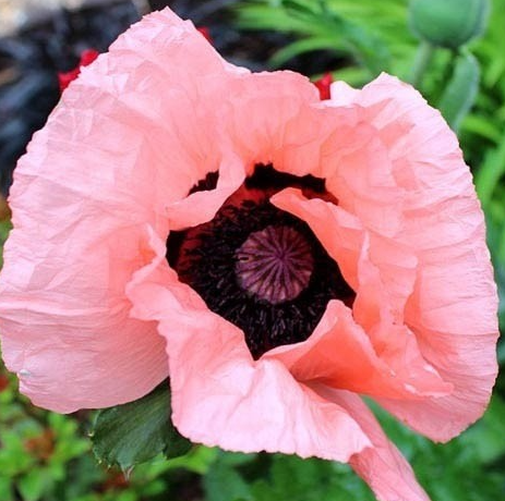 Papaver ( Poppy ) 'Victoria Louise' 250 Seeds