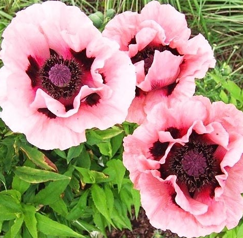 Papaver ( Poppy ) 'Victoria Louise' 250 Seeds