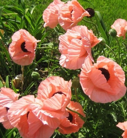 Papaver ( Poppy ) 'Konigin Alexandra' 250 Seeds
