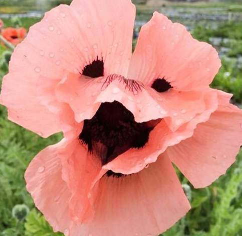 Papaver ( Poppy ) 'Konigin Alexandra' 250 Seeds