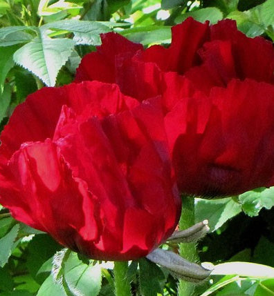 Papaver ( Poppy ) 'Indian Chief' 250 Seeds