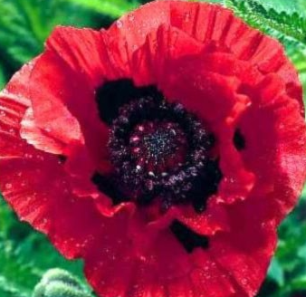 Papaver ( Poppy ) 'Indian Chief' 250 Seeds