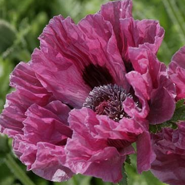 Papaver ( Poppy ) 'Manhattan' 250 Seeds