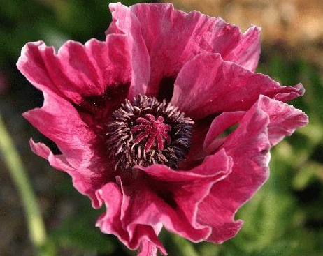Papaver ( Poppy ) 'Manhattan' 250 Seeds