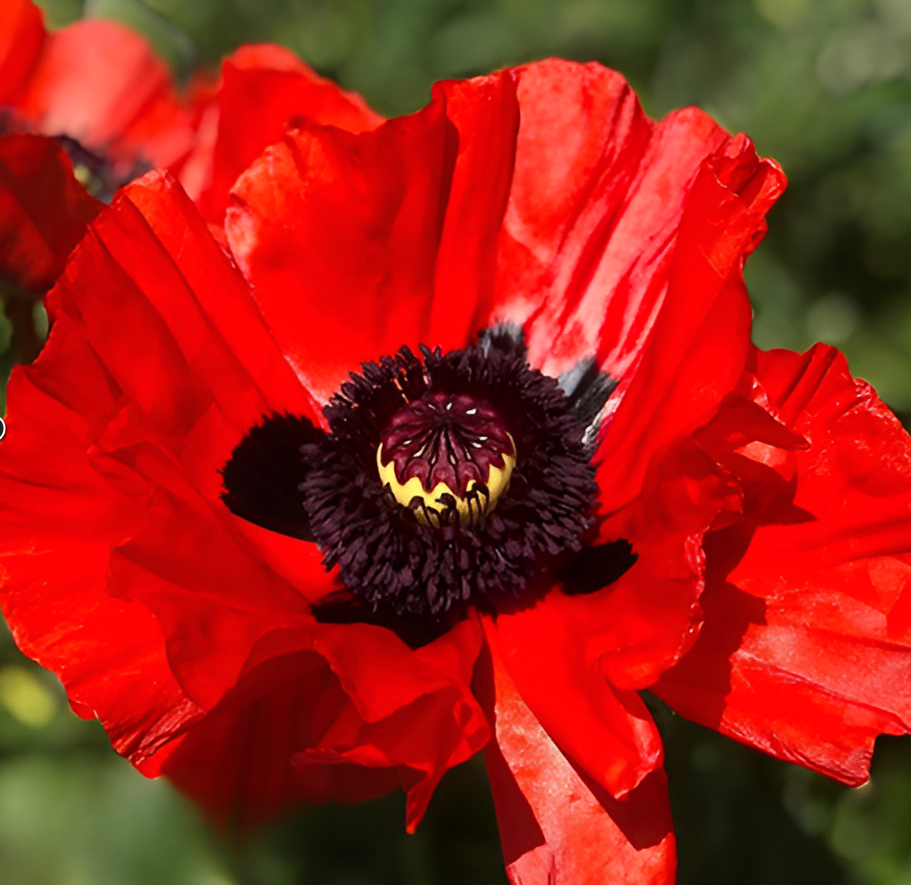 Papaver ( Poppy ) 'King Kong' 250 Seeds