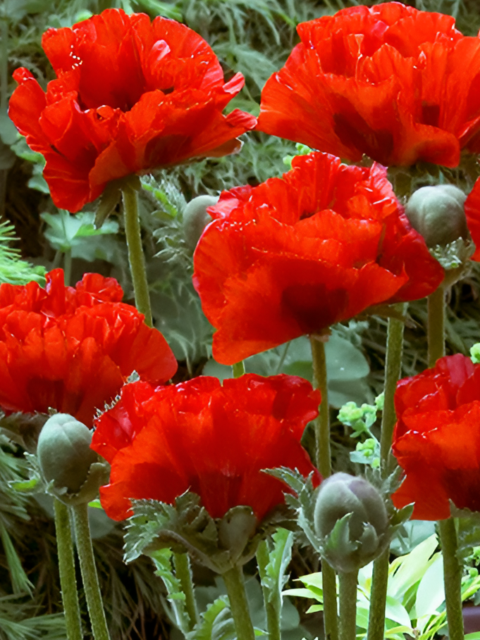 Papaver ( Poppy ) 'King Kong' 250 Seeds