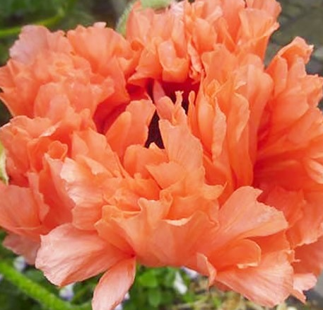 Papaver ( Poppy ) 'Garden Glory' 250 Seeds