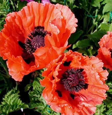 Papaver ( Poppy ) 'Garden Glory' 250 Seeds