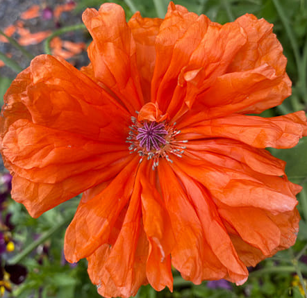 Papaver ( Poppy ) 'May Queen' 250 Seeds