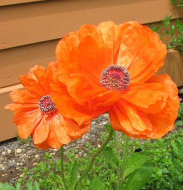 Papaver ( Poppy ) 'May Queen' 250 Seeds