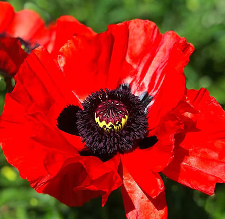 Papaver ( Poppy ) 'Glowing Amber' 250 Seeds