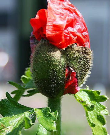 Papaver ( Poppy ) 'Glowing Amber' 250 Seeds