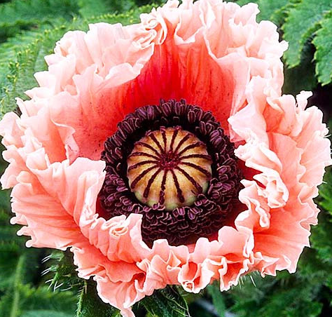 Papaver ( Poppy ) 'Petticoat' 250 Seeds