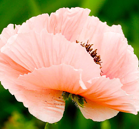 Papaver ( Poppy ) 'Petticoat' 250 Seeds