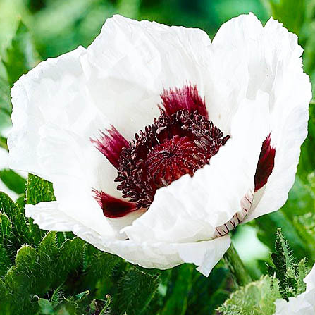 Papaver ( Poppy ) 'Casino' 250 Seeds