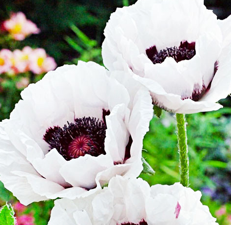 Papaver ( Poppy ) 'Casino' 250 Seeds