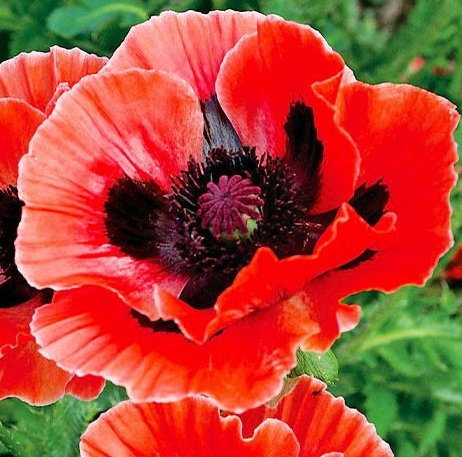 Papaver ( Poppy ) 'Carnival' 250 Seeds