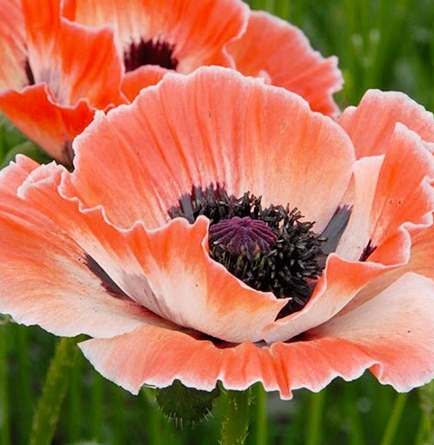 Papaver ( Poppy ) 'Carnival' 250 Seeds